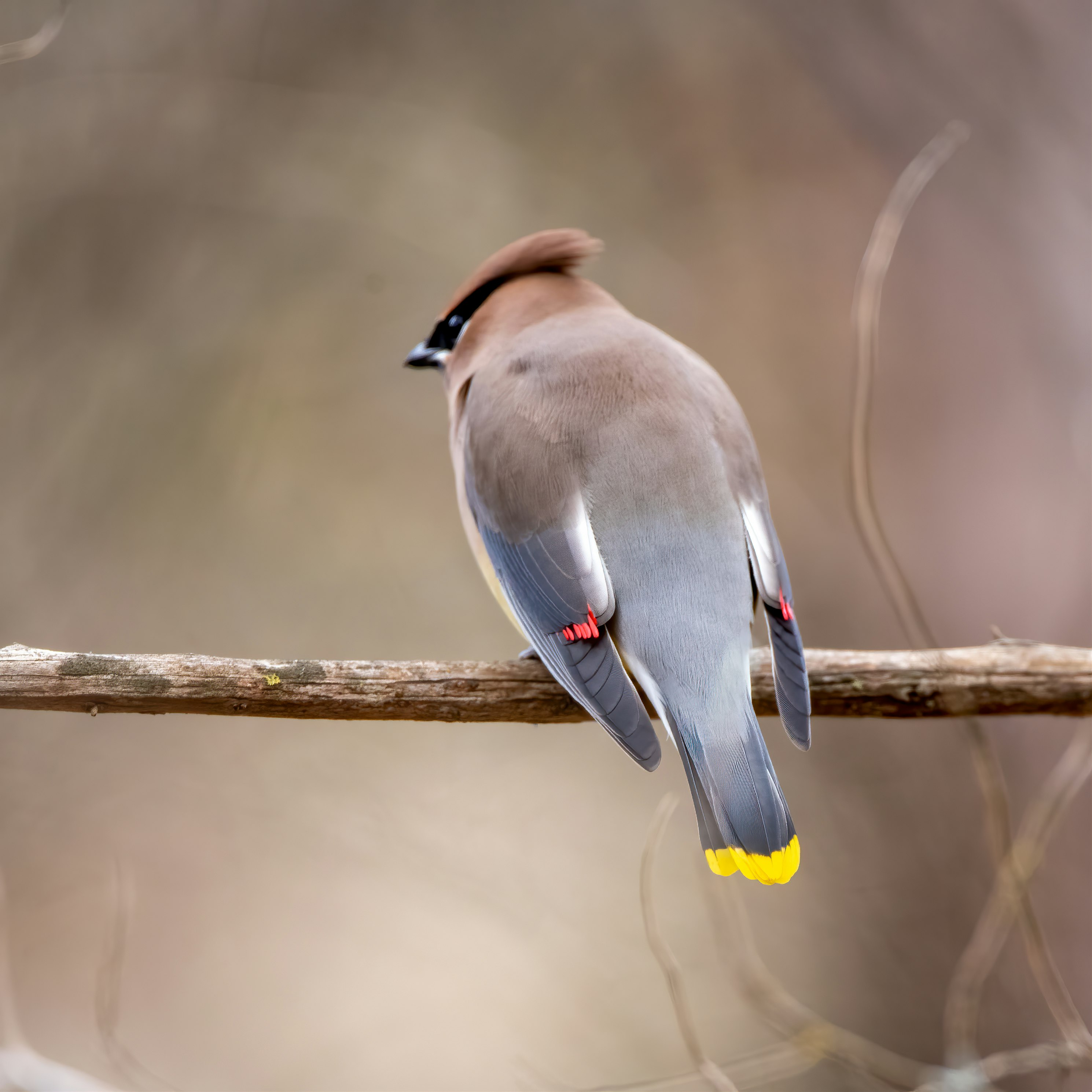 brown and gray bird on brown tree branch